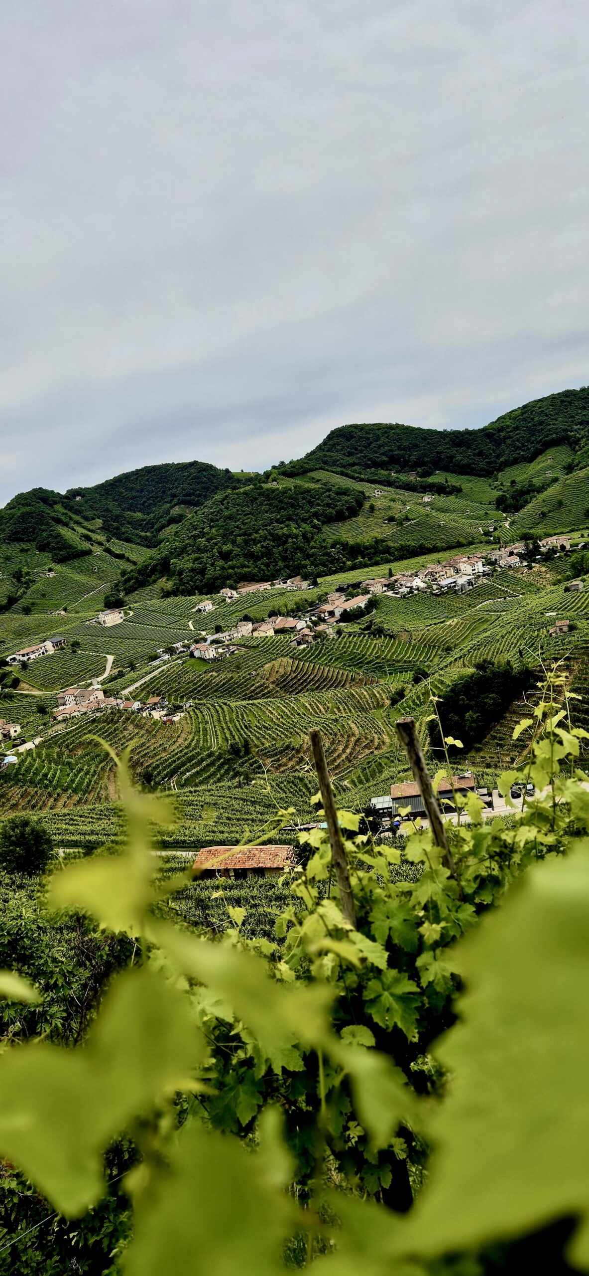 Prosecco route wijnranken